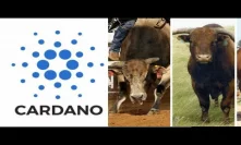 Here is How A Cardano Bullrun Will Lead The Cryptocurrency Paradigm shift Started By Bitcoin