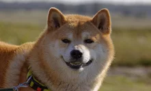 Dogecoin is all smiles as XRP, Binance Coin lose much-needed market momentum