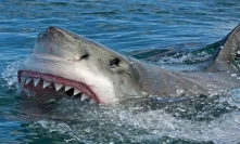 Only Sharks Will Feed on the Crypto Market’s Elusive Price Bottom