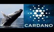 Cardano Millionaires Will Be Future Cryptocurrency Whales when This is All Over