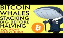 Bitcoin Whales STACKING BIG Before Halving – You Won’t Believe How Much [incredible]