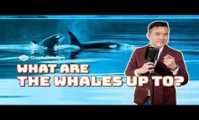 What Are The Whales Up To?