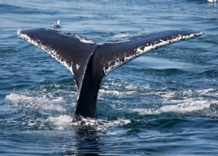 Whale Movement Detected: 18,000 Bitcoins Received by BitMEX