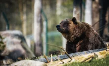 Prominent Investor: This Bitcoin Bear Season May Last For A While