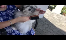 Brushing the hair on puppy