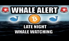 Whale Alert! ???? Late Night Whale Watching! ???? [Bitcoin/Cryptocurrency Perspective/ASMR]