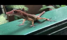 Lizard in Jamaica
