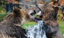 Bitcoin [BTC] Technical Analysis: Coin struggling to recover after deadly bear attack