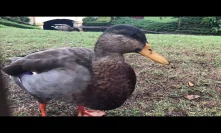 Ducks at Magic Kingdom