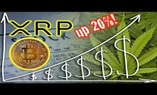 Ripple XRP up 20%! Marijuana stocks go crazy. Bitcoin price analysis