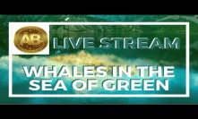 Cryptocurrency and Altcoin Buzz Saturday Market Check- Whales in the Sea of Green?