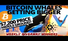 BITCOIN WHALES GROWING! Vechain HACK | Cardano Shelley | QUADRIGACX | Bitcoin and Crypto News