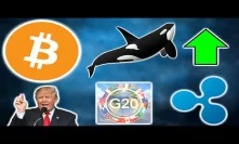 BITCOIN Accumulated by Whales - G20 Crypto - Trump Advisors Crypto - Egypt Unbans Crypto - Rakuten