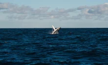 Corsair DeFi aims to throw Whales ashore