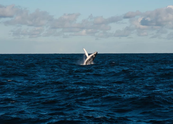 Corsair DeFi aims to throw Whales ashore