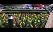 Beautiful flowers at Disney Epcot Center