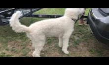Big White Poodle April 19, 2020 bounce house waterslide business