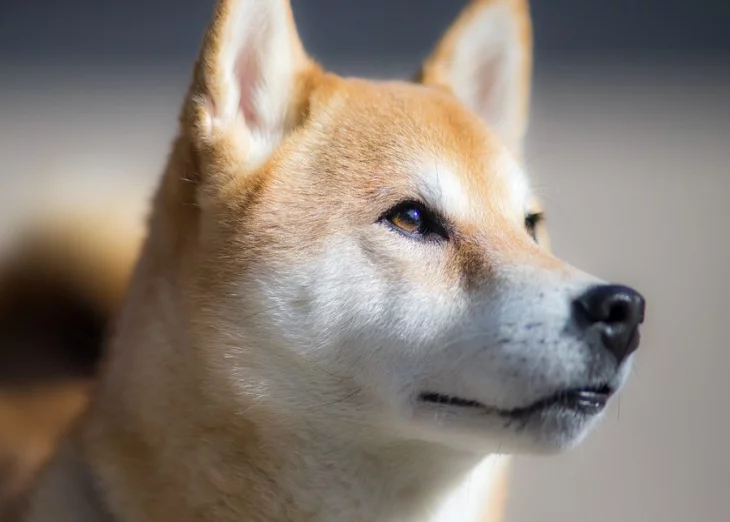 Dogecoin pumps by 90% amid WallStreetBets drama