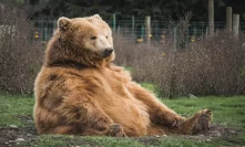 Bitcoin [BTC], XRP, and Ethereum [ETH] flash green as bear relaxes after mauling the market