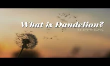What is Dandelion?