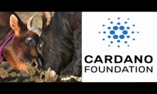 King Cardano Bullrun ADA Rally Could Be imminent In Light of Coinbase news