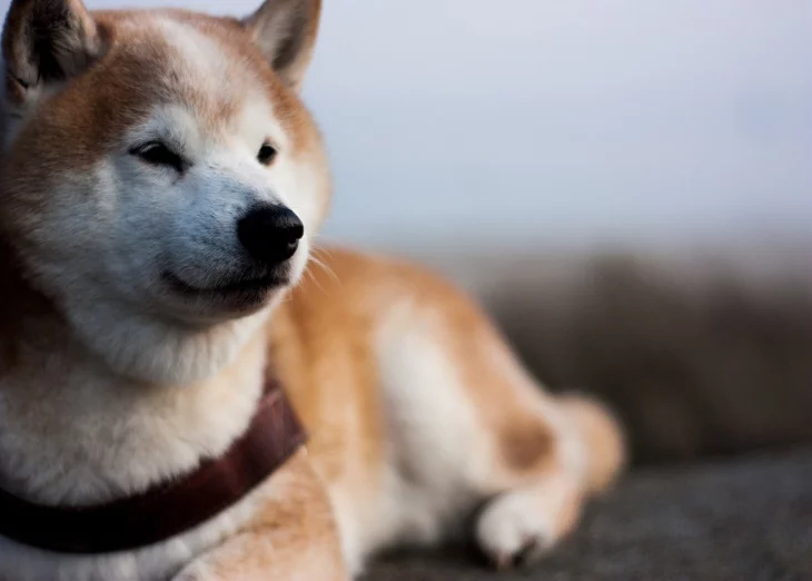 Dogecoin’s +450% hike: Explaining the unexplainable