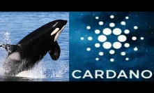 Will You Be A Cardano Whale When Altcoin Season Returns Or A Bitcoin Tadpole